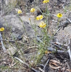 Xerochrysum viscosum at Cooma, NSW - 9 Jan 2021 04:33 PM