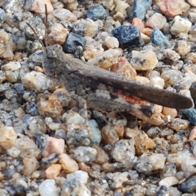 Pycnostictus seriatus (Common Bandwing) at Cooma, NSW - 9 Jan 2021 by trevorpreston