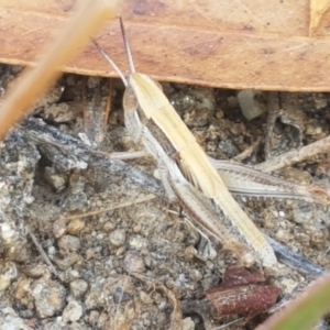 Macrotona australis at Cooma, NSW - 9 Jan 2021