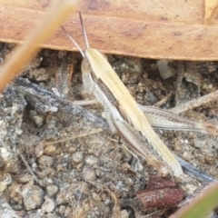 Macrotona australis (Common Macrotona Grasshopper) at Cooma, NSW - 9 Jan 2021 by tpreston