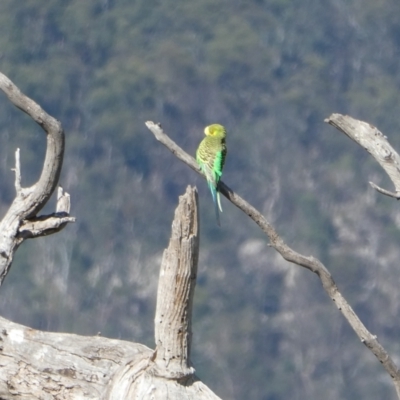 Melopsittacus undulatus (Budgerigar) at Tharwa, ACT - 9 Jan 2021 by Rob1e8