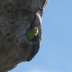 Melopsittacus undulatus at Tharwa, ACT - 9 Jan 2021