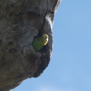 Melopsittacus undulatus at Tharwa, ACT - suppressed