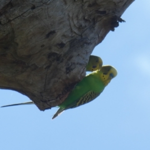 Melopsittacus undulatus at Tharwa, ACT - 9 Jan 2021