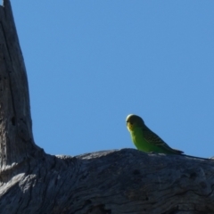 Melopsittacus undulatus at Tharwa, ACT - suppressed