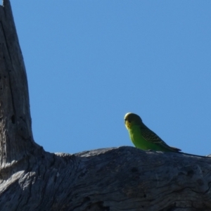 Melopsittacus undulatus at Tharwa, ACT - 9 Jan 2021