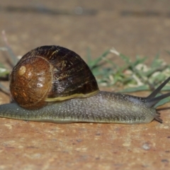 Cornu aspersum (Common Garden Snail) at Evatt, ACT - 9 Jan 2021 by Tim L