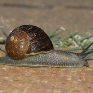 Cornu aspersum at Evatt, ACT - 9 Jan 2021 07:22 AM