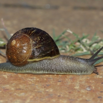 Cornu aspersum (Common Garden Snail) at Evatt, ACT - 9 Jan 2021 by Tim L
