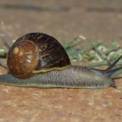 Cornu aspersum (Common Garden Snail) at Evatt, ACT - 8 Jan 2021 by Tim L