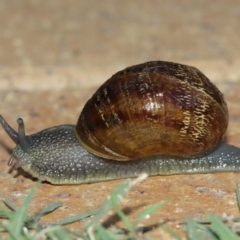 Cornu aspersum at Evatt, ACT - 9 Jan 2021 07:22 AM