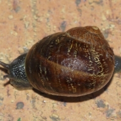 Cornu aspersum at Evatt, ACT - 9 Jan 2021 07:22 AM