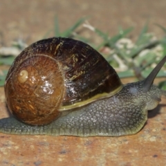 Cornu aspersum at Evatt, ACT - 9 Jan 2021