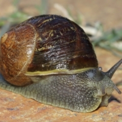 Cornu aspersum at Evatt, ACT - 9 Jan 2021 07:22 AM