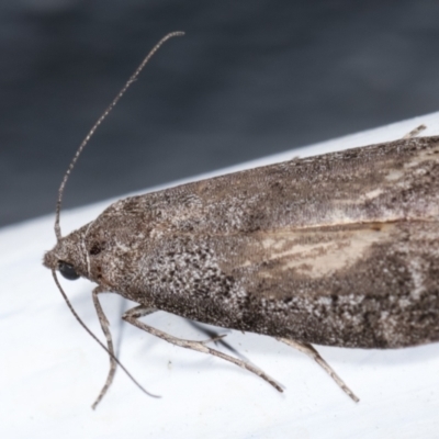 Heteromicta pachytera (Galleriinae subfamily moth) at Melba, ACT - 23 Dec 2020 by kasiaaus