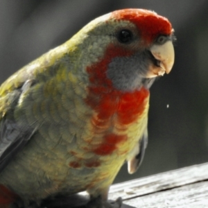 Platycercus elegans at Aranda, ACT - 4 Jan 2021