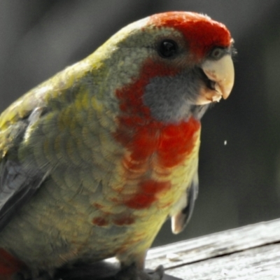 Platycercus elegans (Crimson Rosella) at Aranda, ACT - 4 Jan 2021 by KMcCue