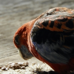 Platycercus elegans at Aranda, ACT - 4 Jan 2021