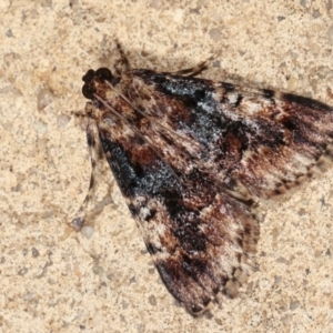 Orthaga thyrisalis at Melba, ACT - 26 Dec 2020