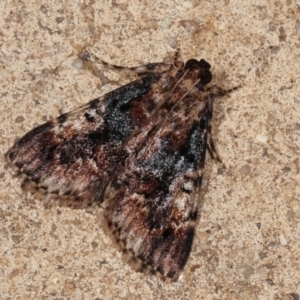 Orthaga thyrisalis at Melba, ACT - 26 Dec 2020 09:34 PM