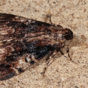 Orthaga thyrisalis at Melba, ACT - 26 Dec 2020 09:34 PM