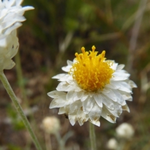 Leucochrysum albicans subsp. tricolor at Yass River, NSW - 25 Dec 2020