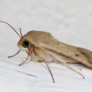 Helicoverpa (genus) at Melba, ACT - 27 Dec 2020