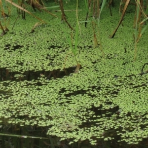 Lemna disperma at Fyshwick, ACT - 8 Jan 2021