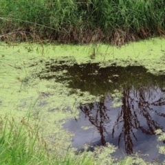 Lemna disperma at Fyshwick, ACT - 8 Jan 2021