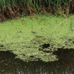 Lemna disperma at Fyshwick, ACT - 8 Jan 2021