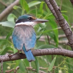 Todiramphus sanctus (Sacred Kingfisher) at Fyshwick, ACT - 8 Jan 2021 by RodDeb