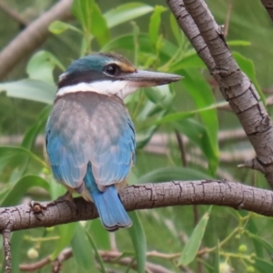 Todiramphus sanctus at Fyshwick, ACT - 8 Jan 2021