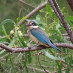 Todiramphus sanctus at Fyshwick, ACT - 8 Jan 2021