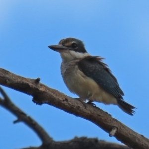 Todiramphus sanctus at Fyshwick, ACT - 8 Jan 2021