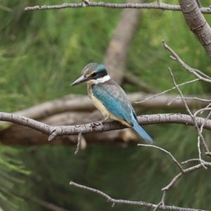 Todiramphus sanctus at Fyshwick, ACT - 8 Jan 2021