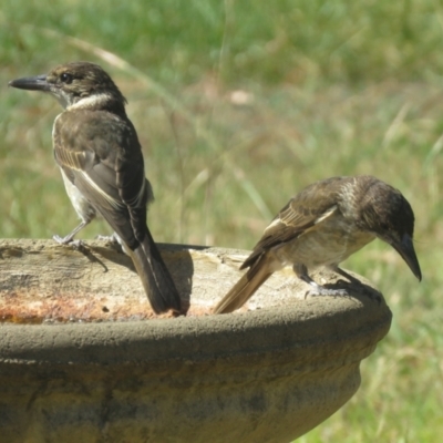 Cracticus torquatus (Grey Butcherbird) at Macarthur, ACT - 9 Jan 2021 by RodDeb