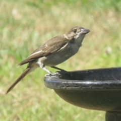 Cracticus torquatus at Macarthur, ACT - suppressed