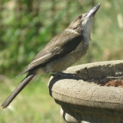 Cracticus torquatus at Macarthur, ACT - suppressed