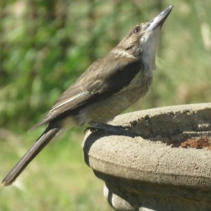 Cracticus torquatus at Macarthur, ACT - 9 Jan 2021