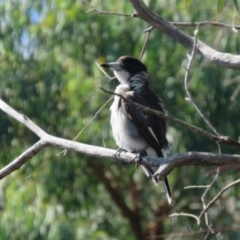 Cracticus torquatus at Macarthur, ACT - suppressed