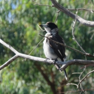 Cracticus torquatus at Macarthur, ACT - 9 Jan 2021