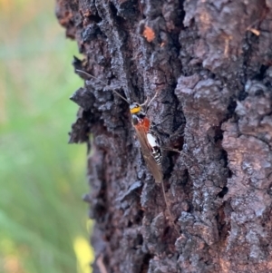 Braconidae (family) at Murrumbateman, NSW - 9 Jan 2021