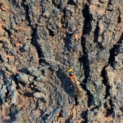 Braconidae (family) at Murrumbateman, NSW - 9 Jan 2021