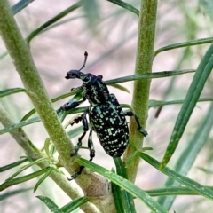 Chrysolopus spectabilis (Botany Bay Weevil) at Paddys River, ACT - 1 Jan 2021 by AndrewCB