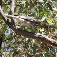 Oriolus sagittatus (Olive-backed Oriole) at Red Hill Nature Reserve - 9 Jan 2021 by JackyF