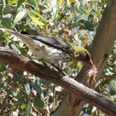 Oriolus sagittatus at Deakin, ACT - 9 Jan 2021