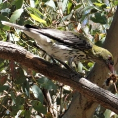 Oriolus sagittatus at Deakin, ACT - 9 Jan 2021