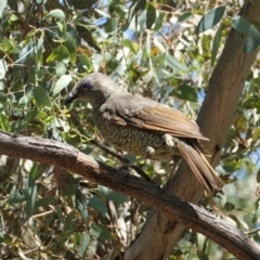 Ptilonorhynchus violaceus (Satin Bowerbird) at Deakin, ACT - 9 Jan 2021 by JackyF