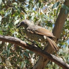 Ptilonorhynchus violaceus (Satin Bowerbird) at Deakin, ACT - 9 Jan 2021 by JackyF