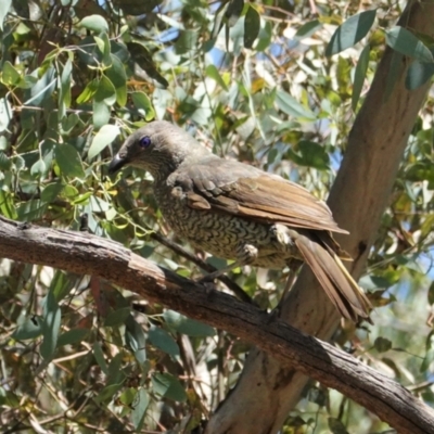 Ptilonorhynchus violaceus (Satin Bowerbird) at Red Hill Nature Reserve - 9 Jan 2021 by JackyF